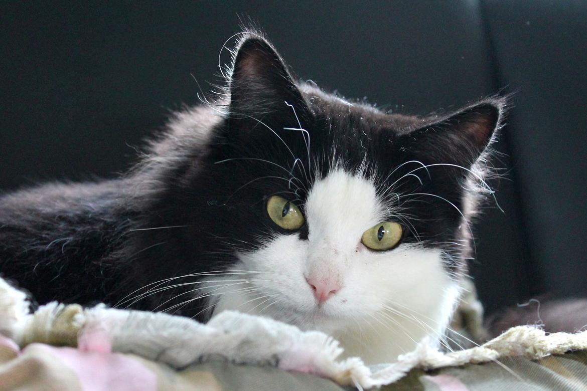 Blanding af racer Frida [Himmelkat] billede 3