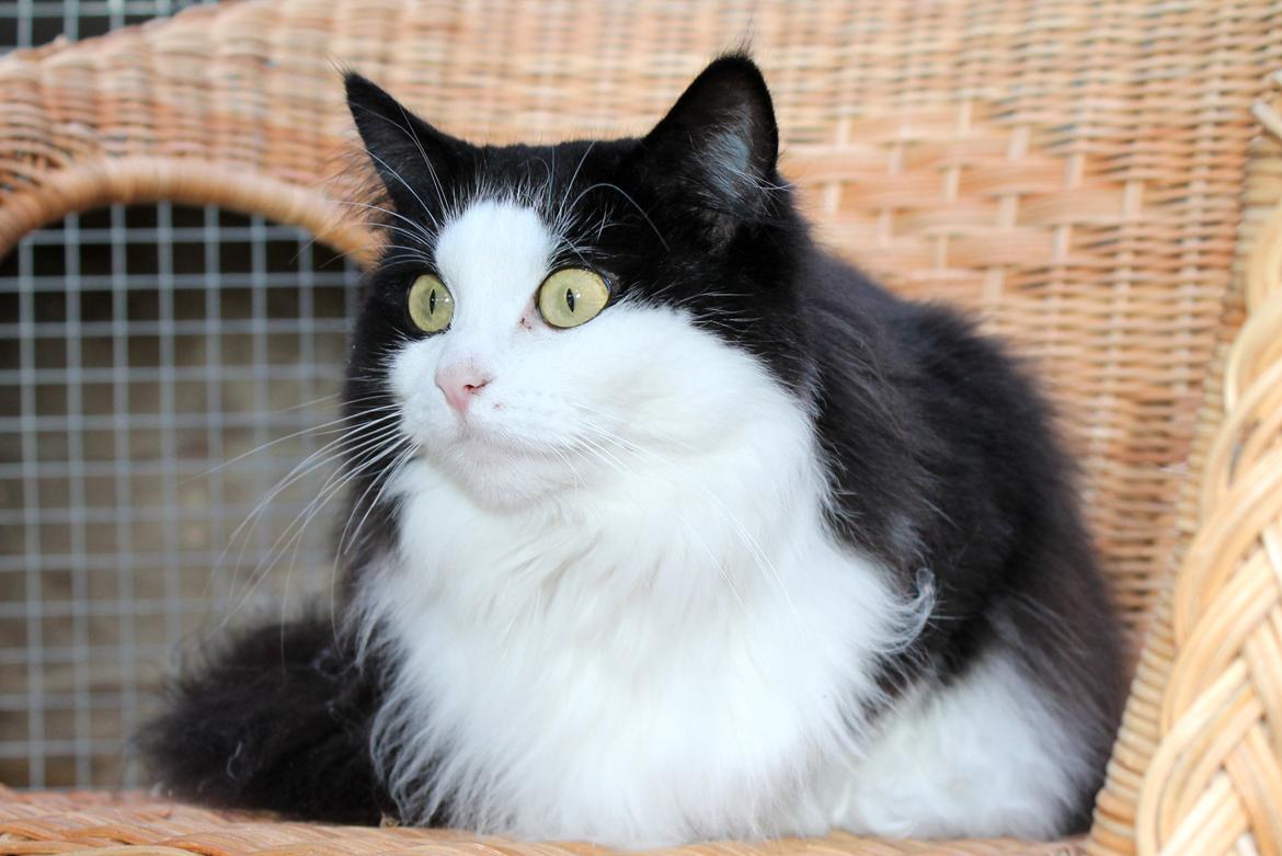 Blanding af racer Frida [Himmelkat] billede 4