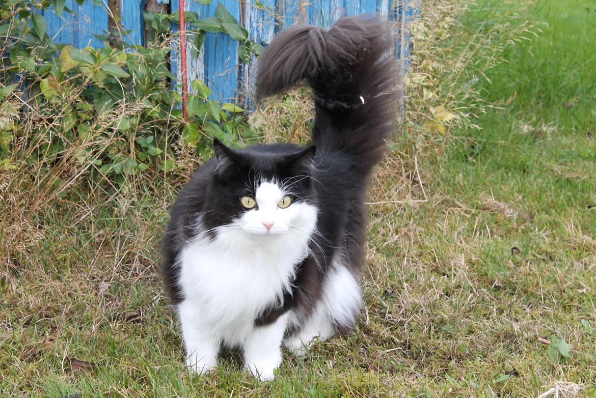 Blanding af racer Frida [Himmelkat] billede 6