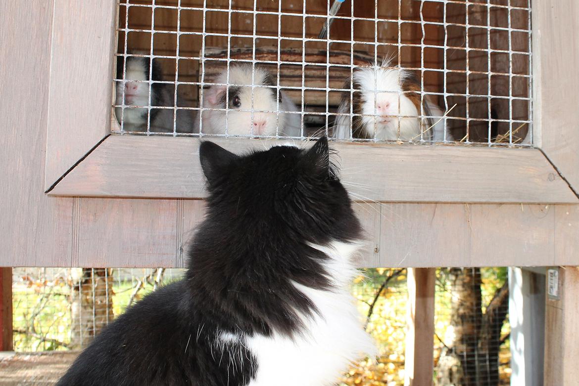 Blanding af racer Frida [Himmelkat] billede 5