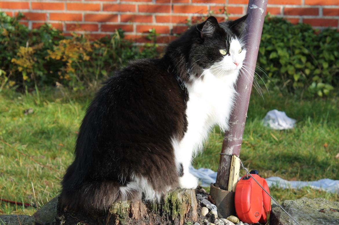 Blanding af racer Frida [Himmelkat] billede 8