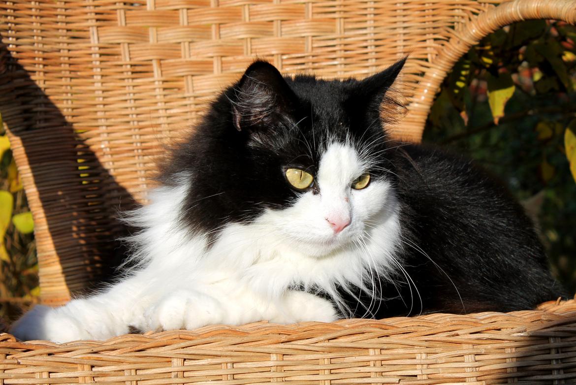 Blanding af racer Frida [Himmelkat] billede 9