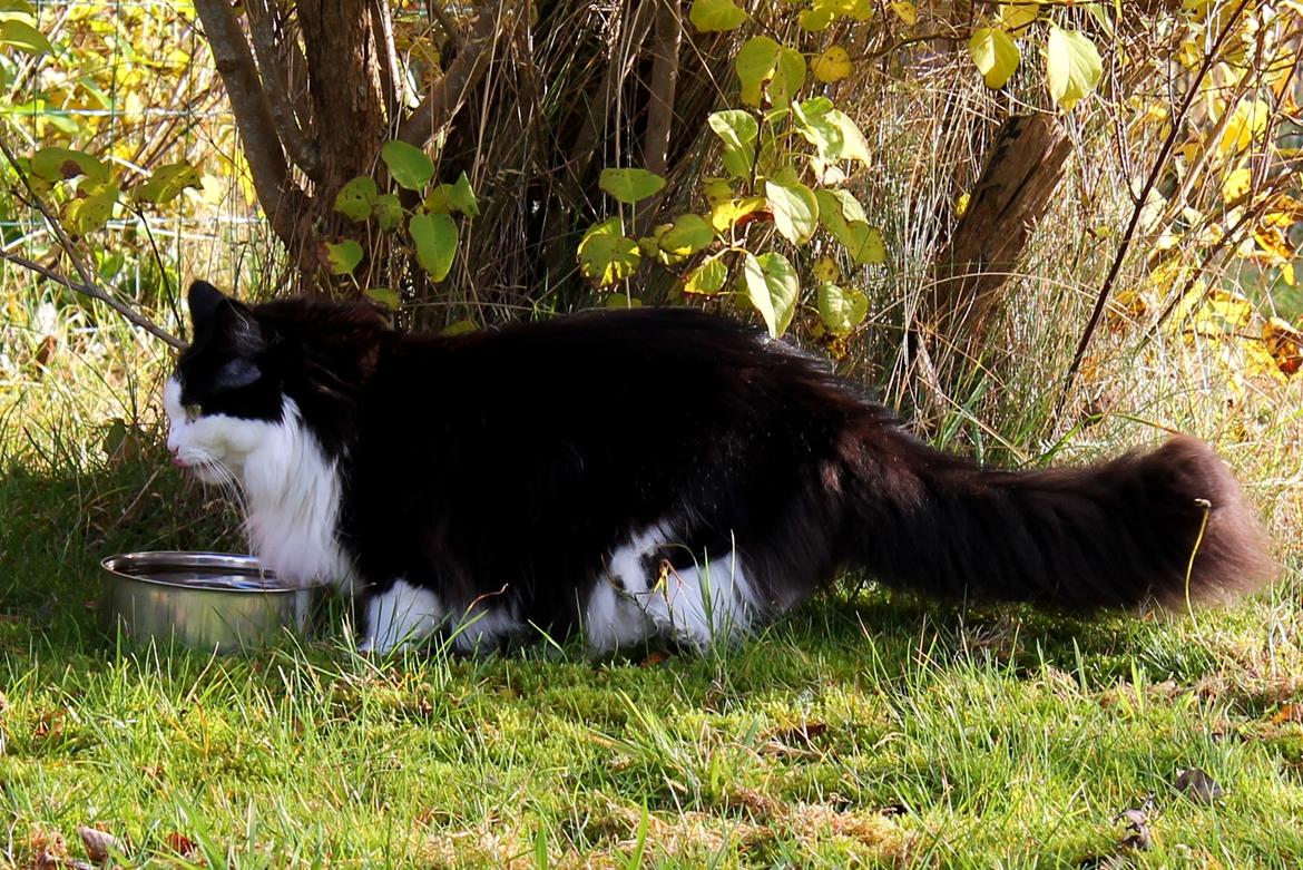 Blanding af racer Frida [Himmelkat] billede 7