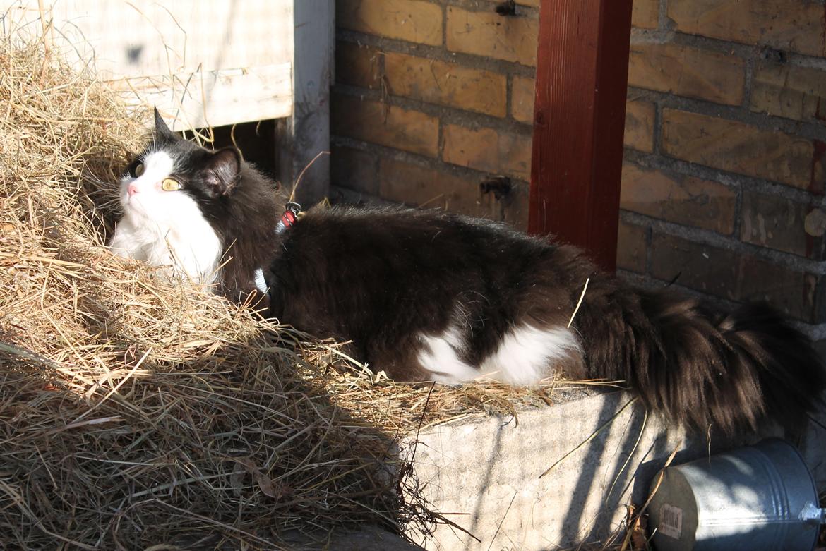 Blanding af racer Frida [Himmelkat] billede 11