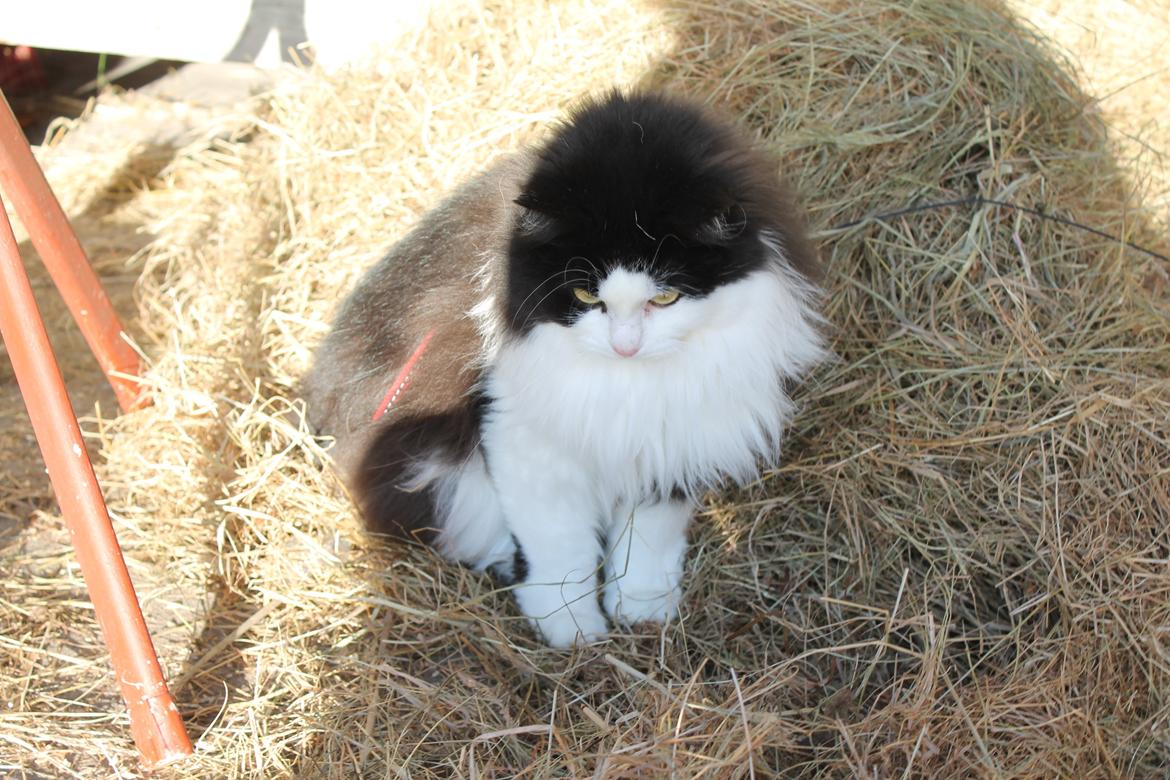 Blanding af racer Frida [Himmelkat] billede 12