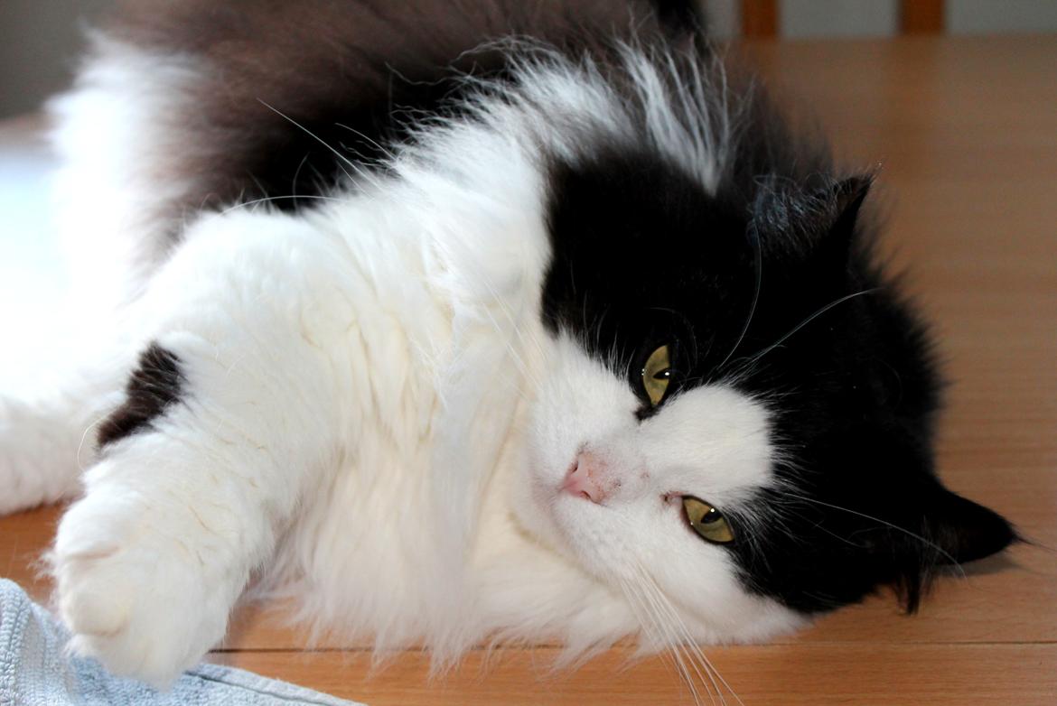 Blanding af racer Frida [Himmelkat] billede 13