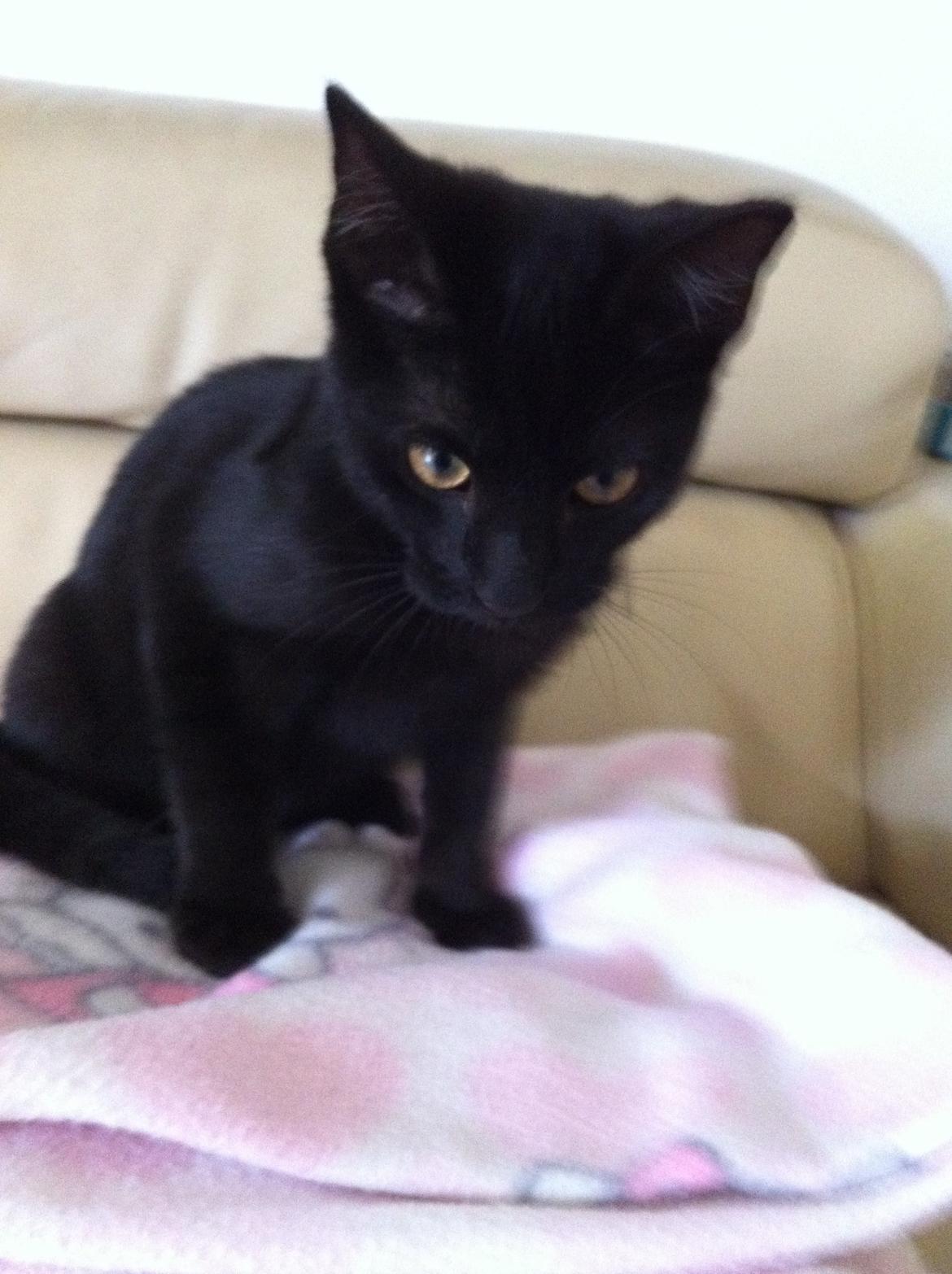 Huskat Mis billede 13