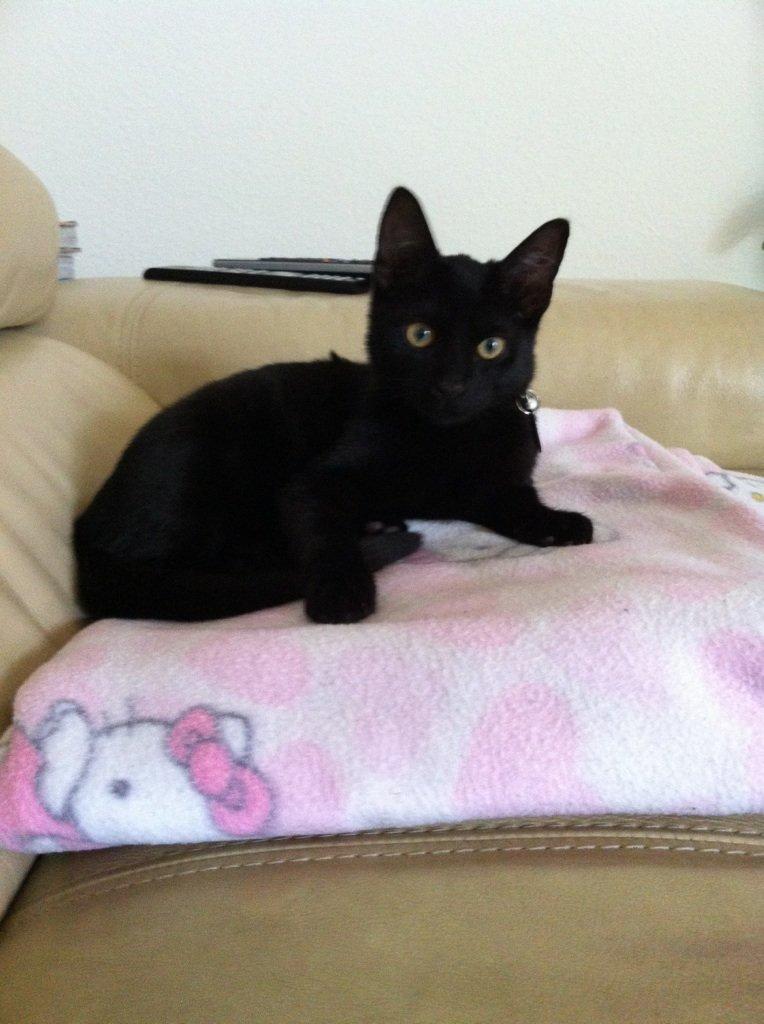 Huskat Mis billede 15