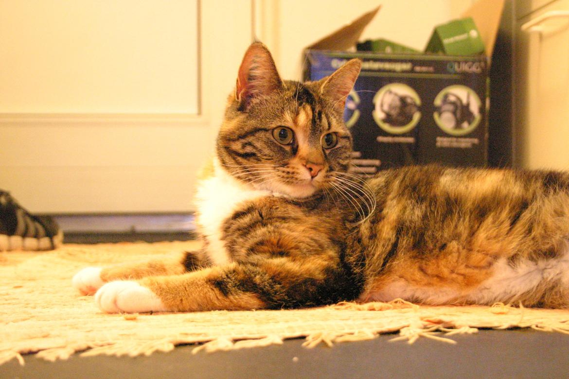 Huskat Fie aflivet :( billede 2