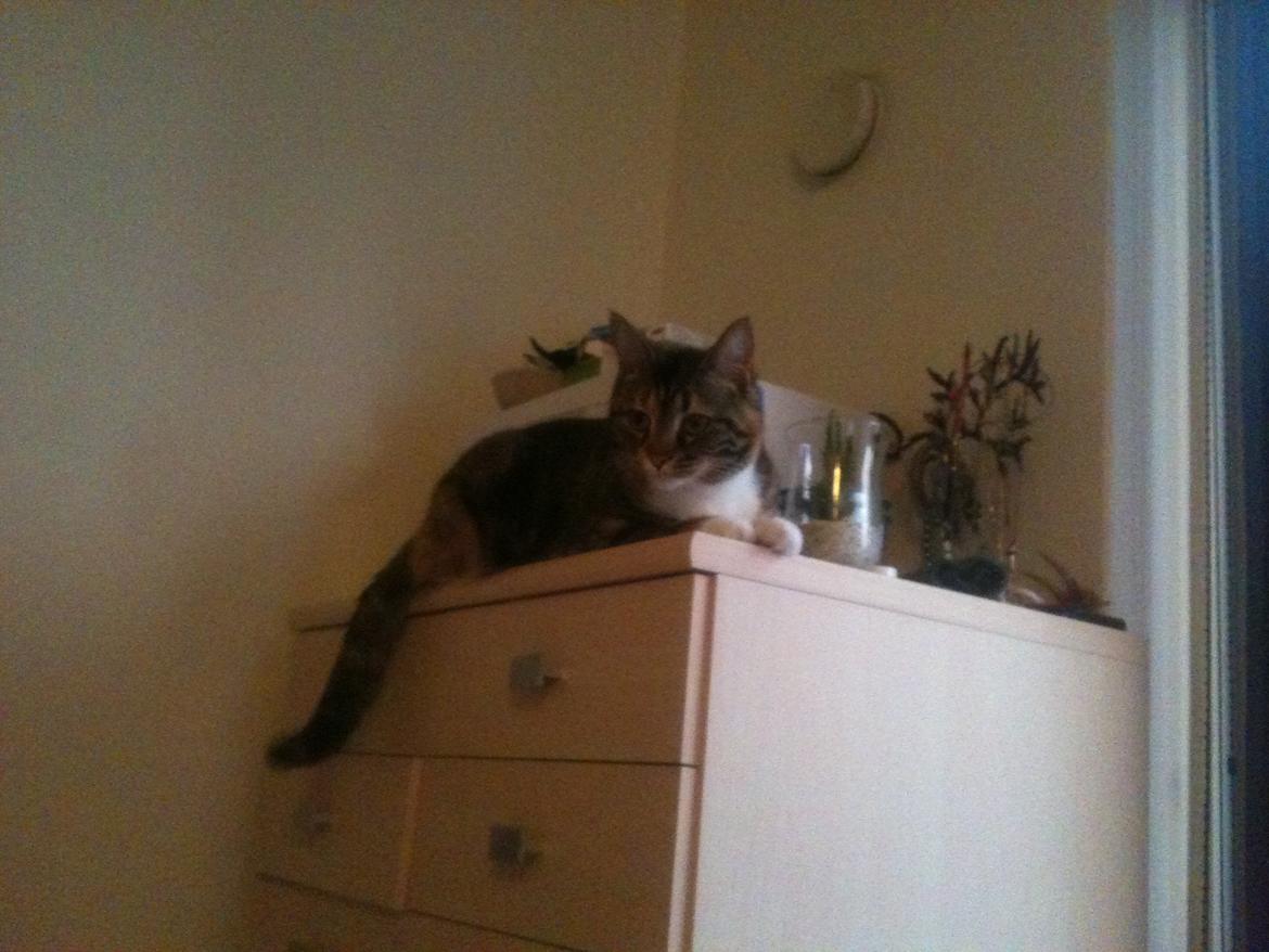 Huskat Fie aflivet :( billede 14