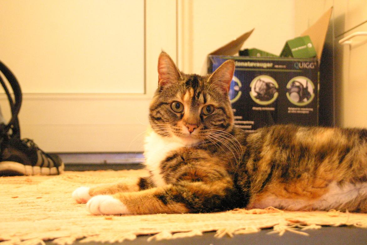 Huskat Fie aflivet :( billede 4