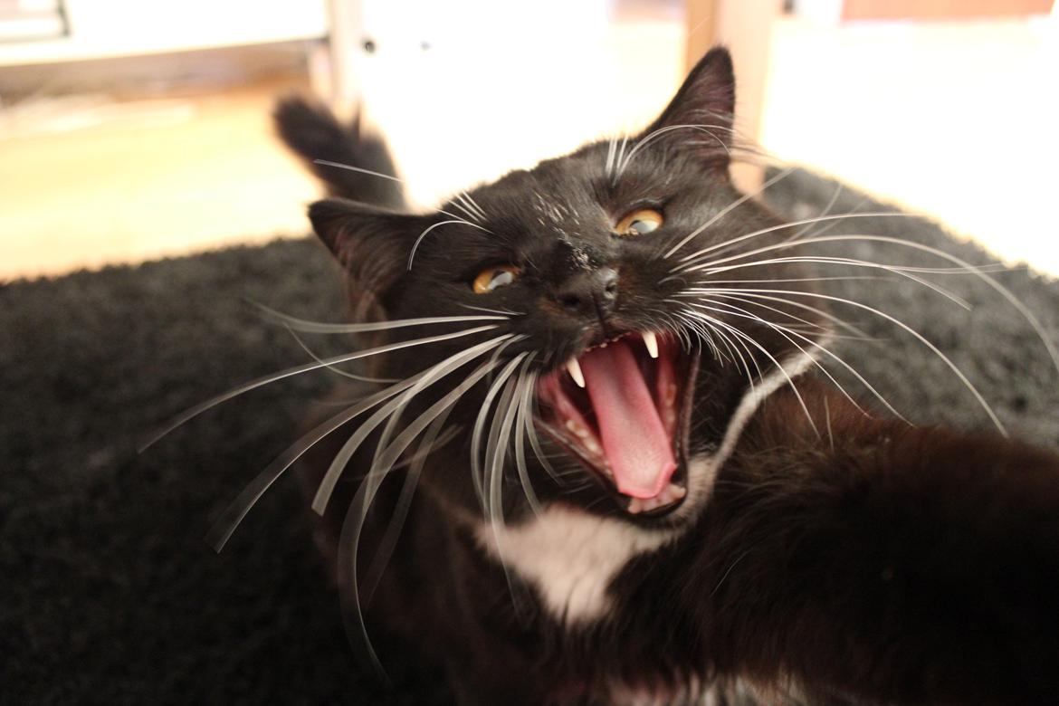 Blanding af racer Leopold billede 1