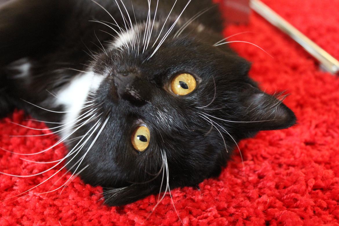 Blanding af racer Leopold billede 13