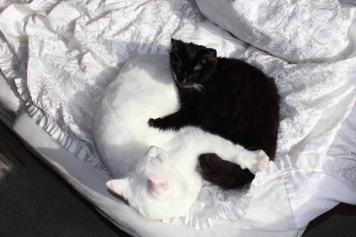 Blanding af racer Leopold billede 7