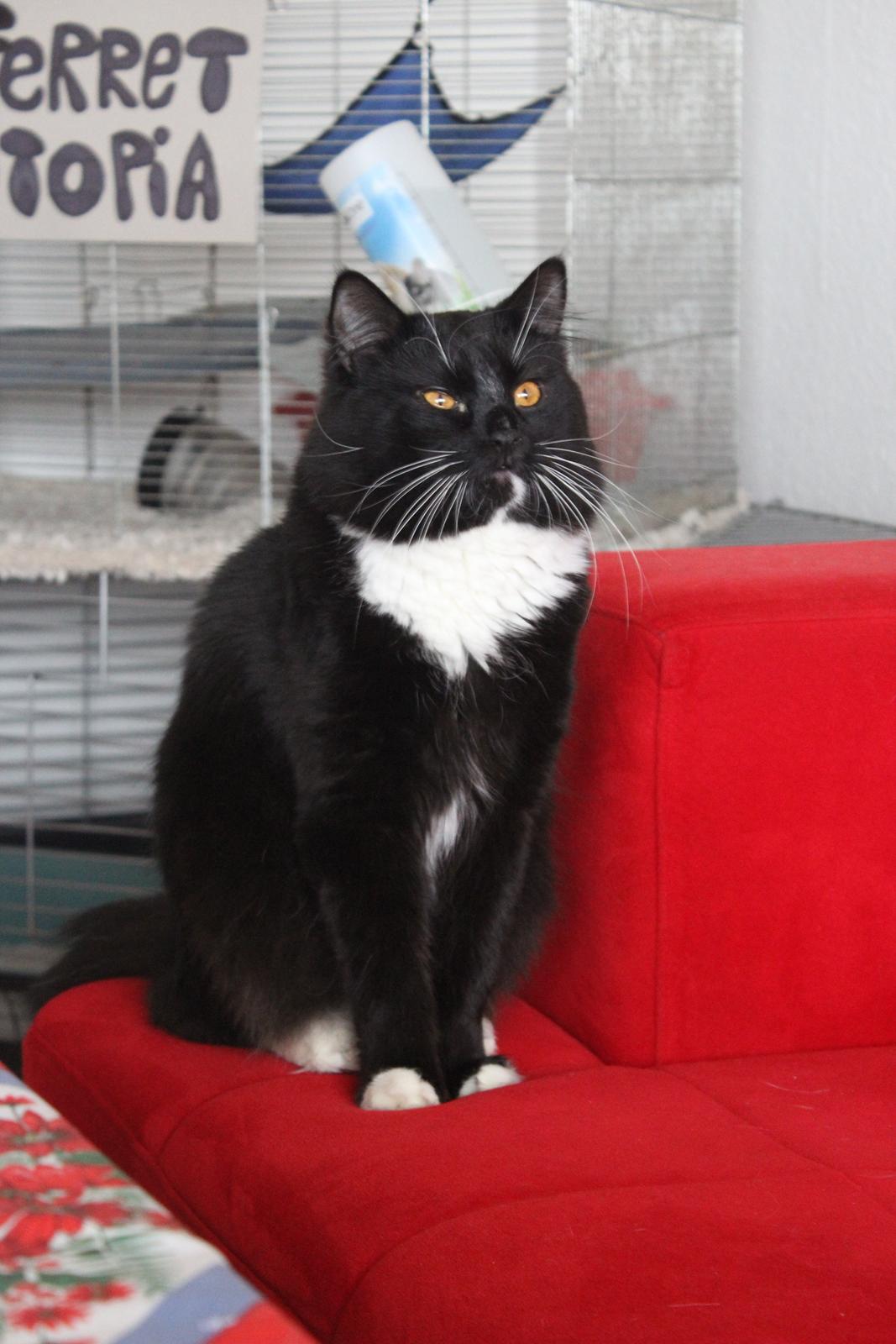 Blanding af racer Leopold billede 14