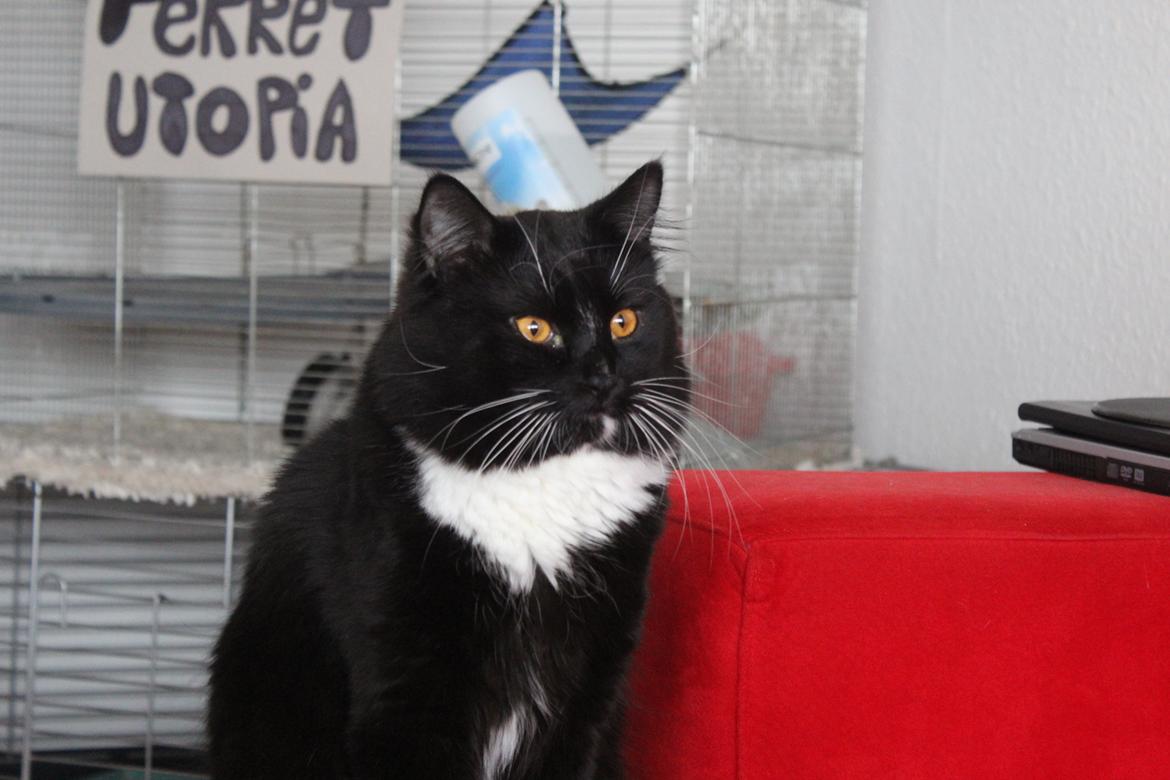 Blanding af racer Leopold billede 5