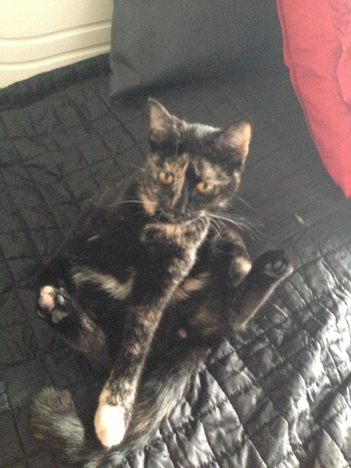 Huskat Nala billede 1