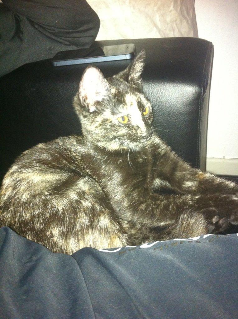 Huskat Nala billede 2