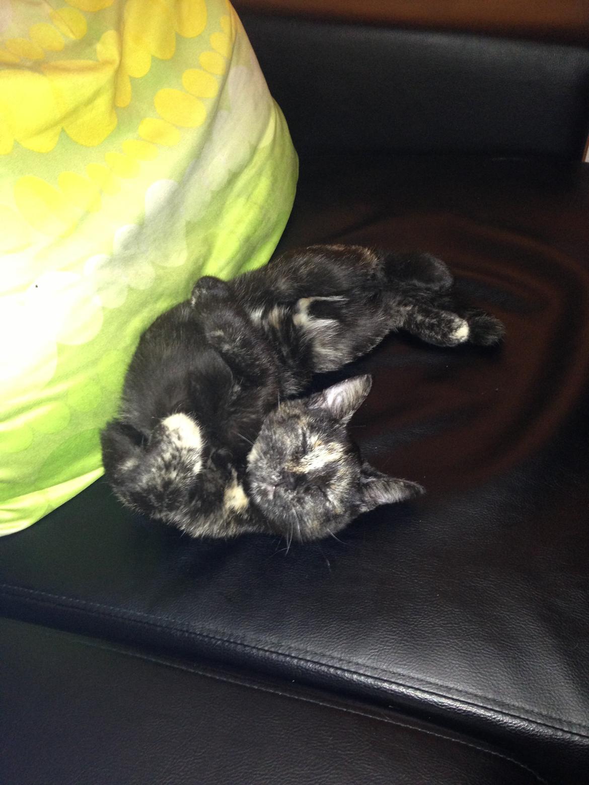 Huskat Nala billede 3