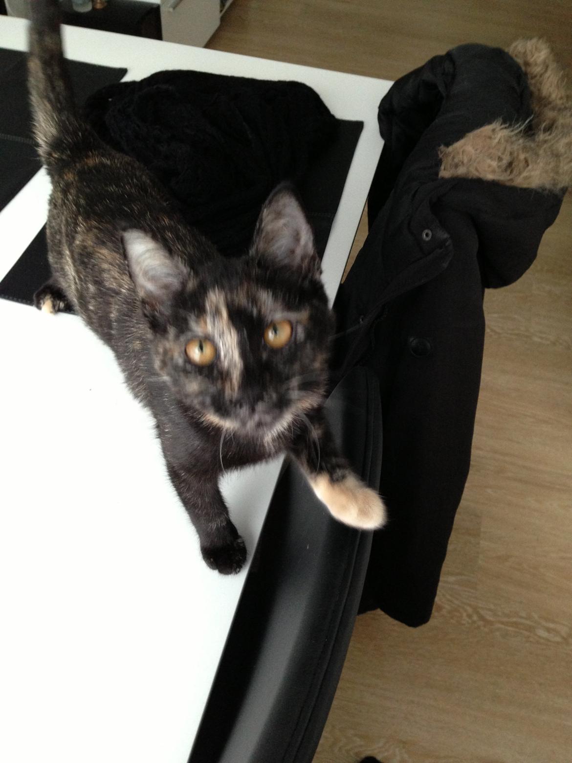 Huskat Nala billede 4