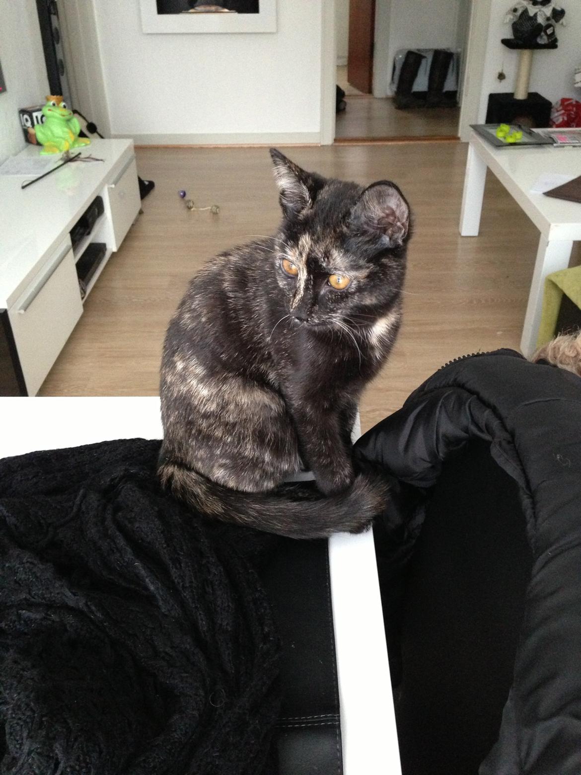 Huskat Nala billede 5