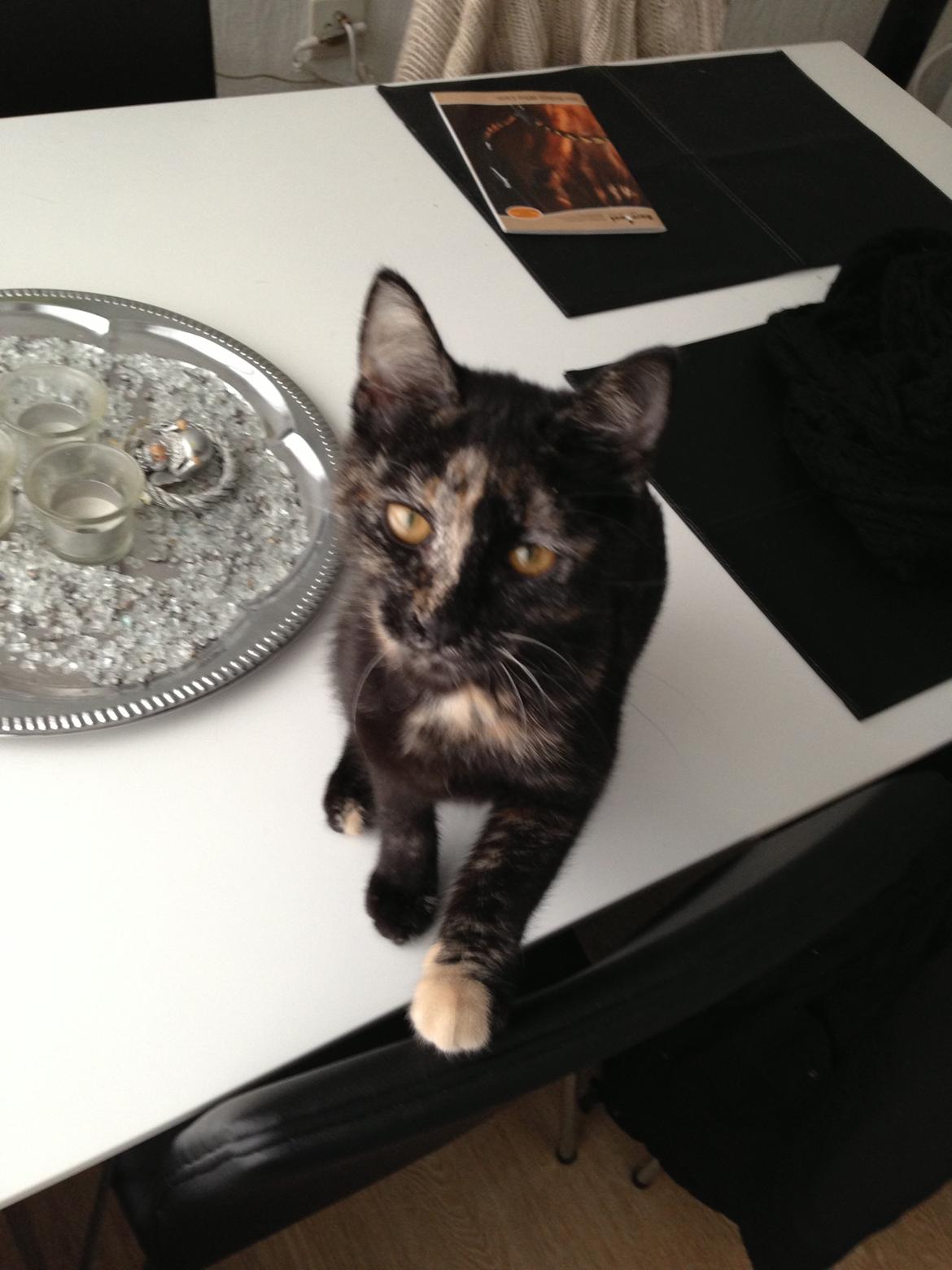 Huskat Nala billede 6