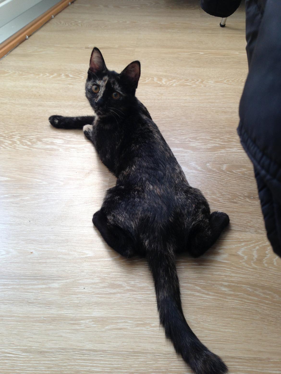 Huskat Nala billede 7