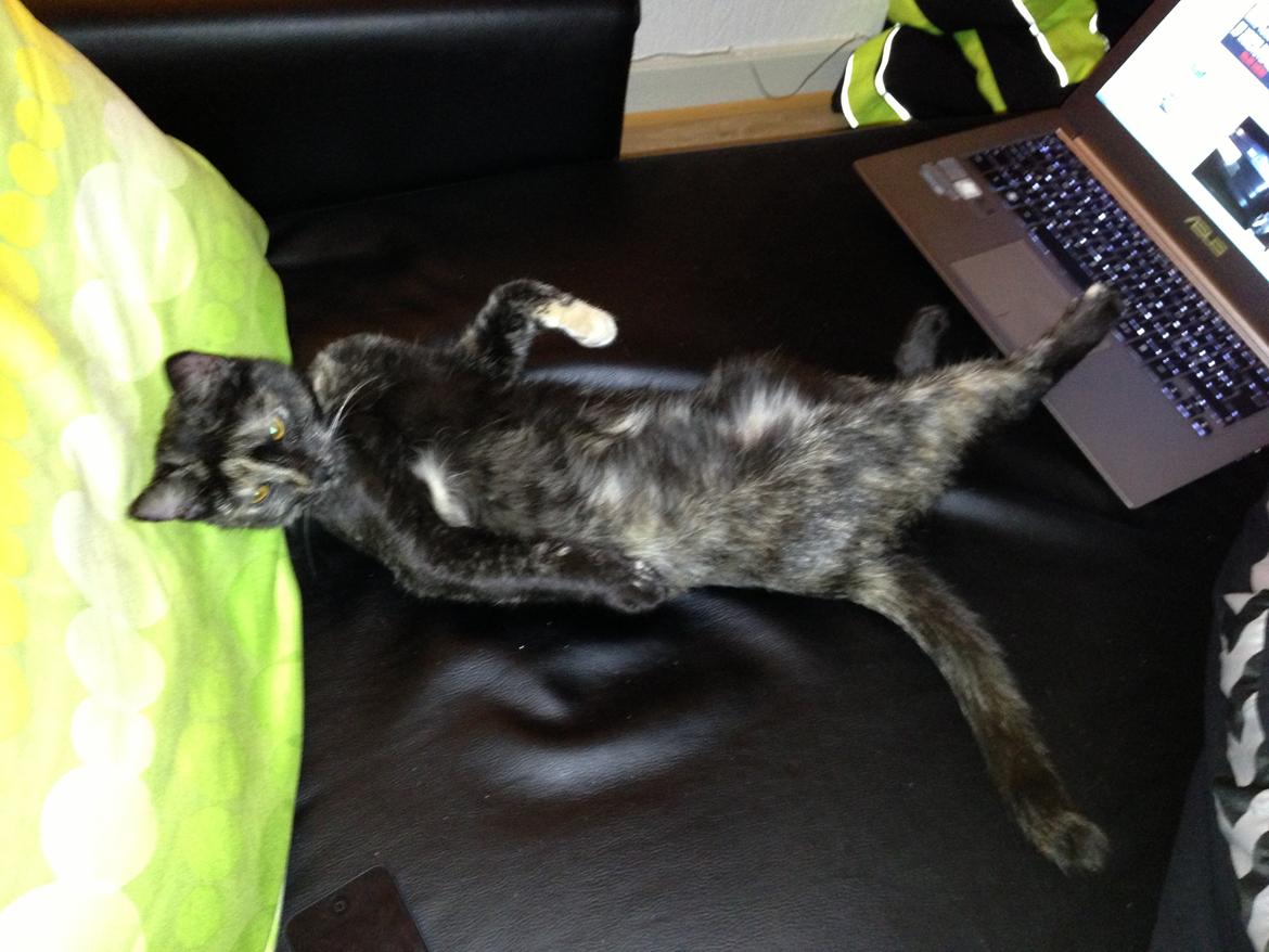 Huskat Nala billede 8