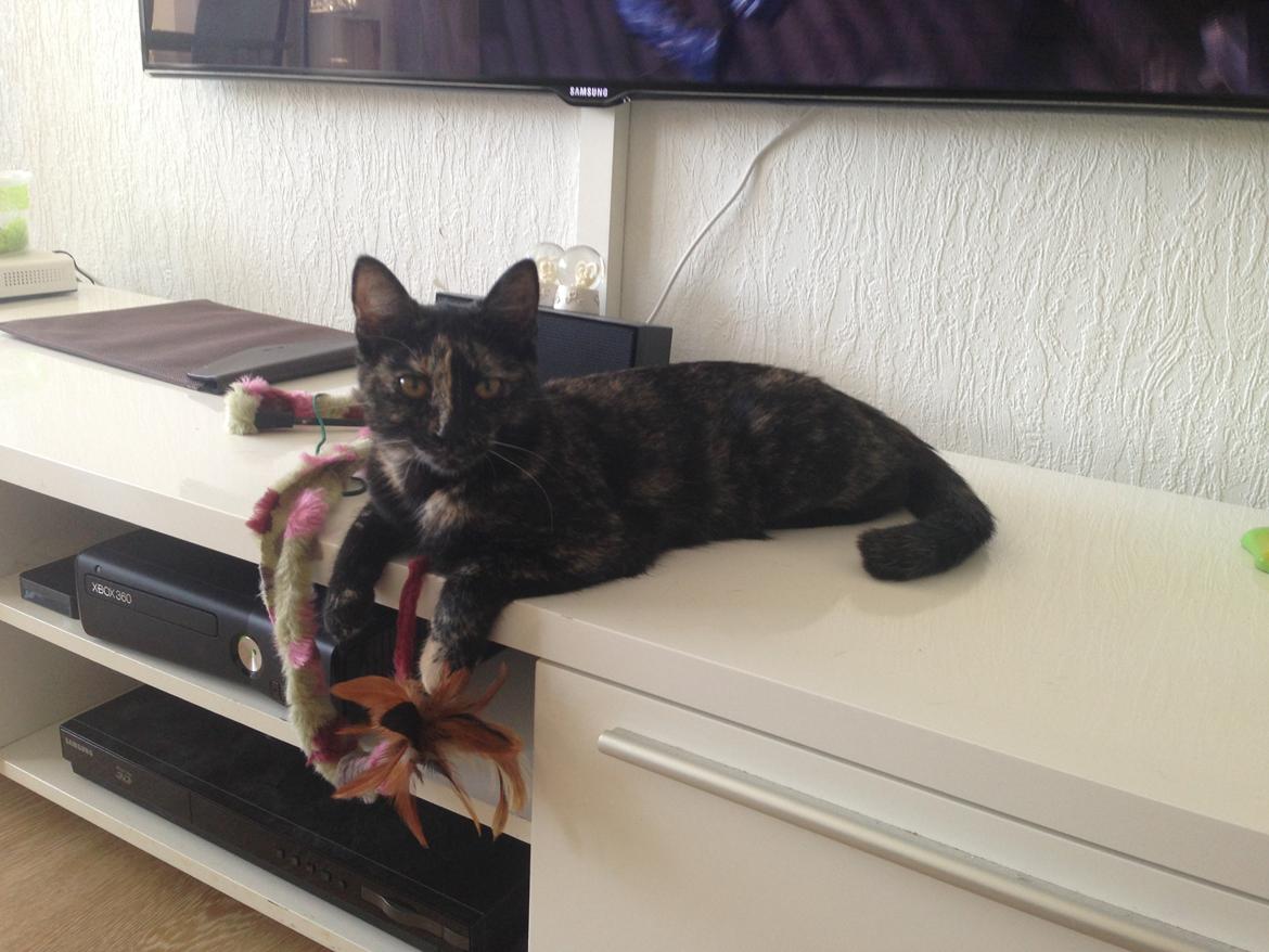 Huskat Nala billede 9