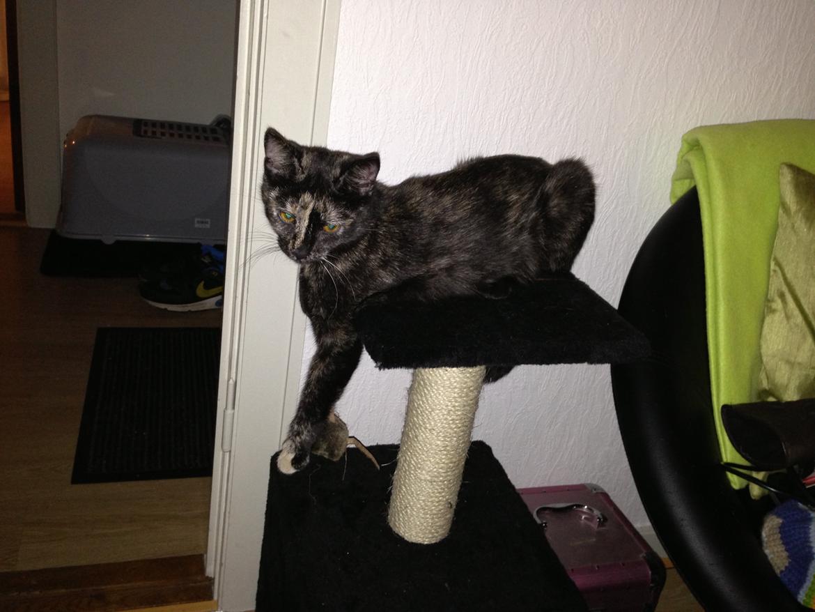 Huskat Nala billede 10