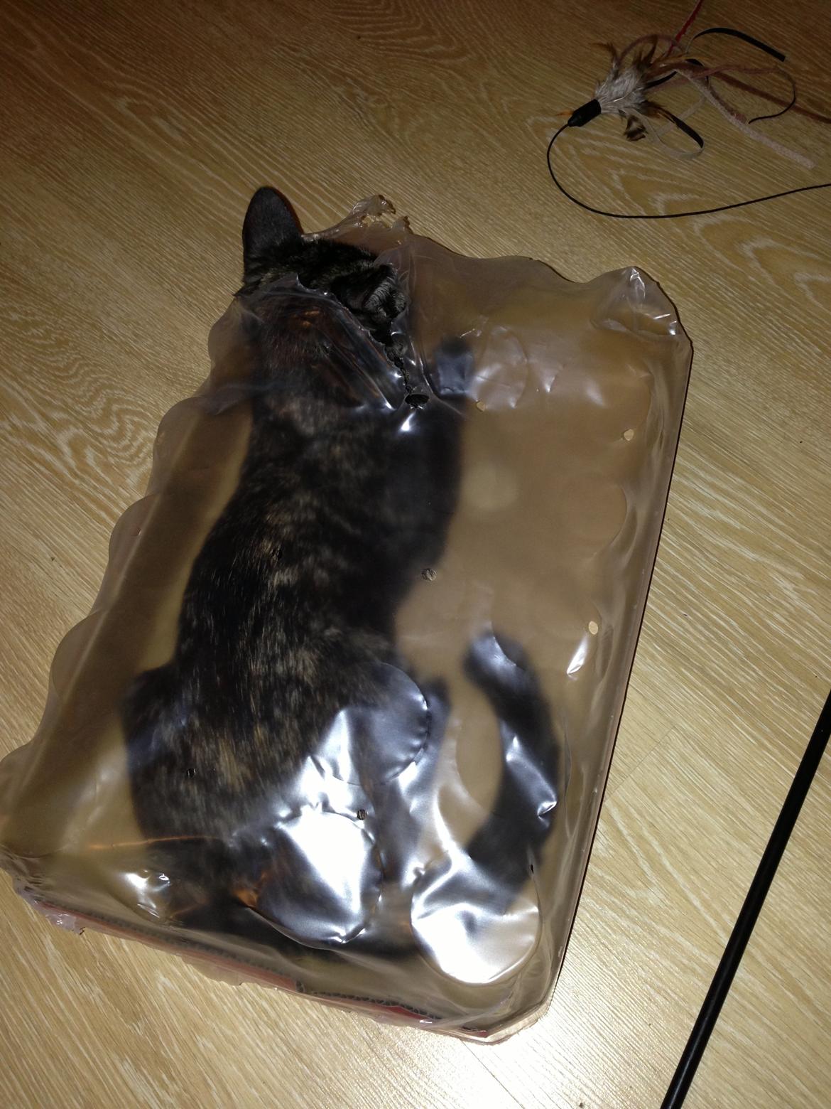 Huskat Nala billede 11