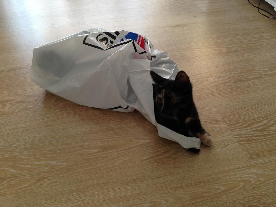 Huskat Nala billede 12