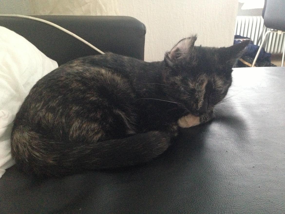 Huskat Nala billede 13