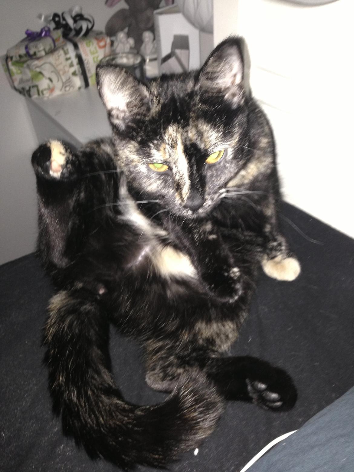 Huskat Nala billede 14