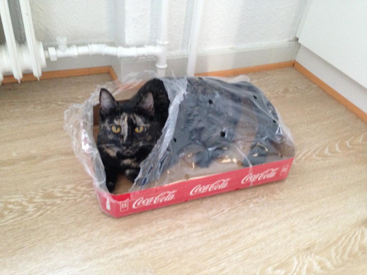 Huskat Nala billede 15