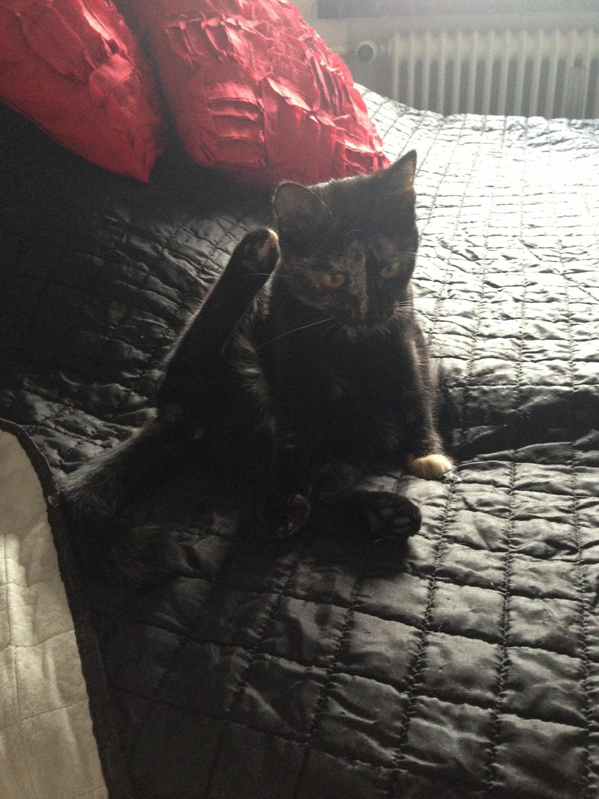 Huskat Nala billede 16