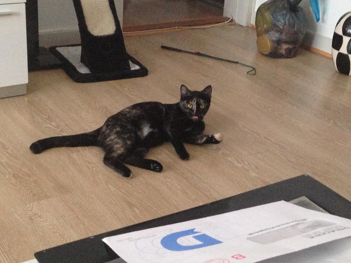 Huskat Nala billede 17