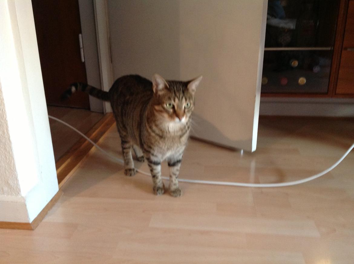 Huskat Bertram billede 16