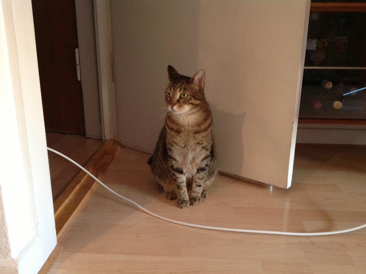 Huskat Bertram billede 17