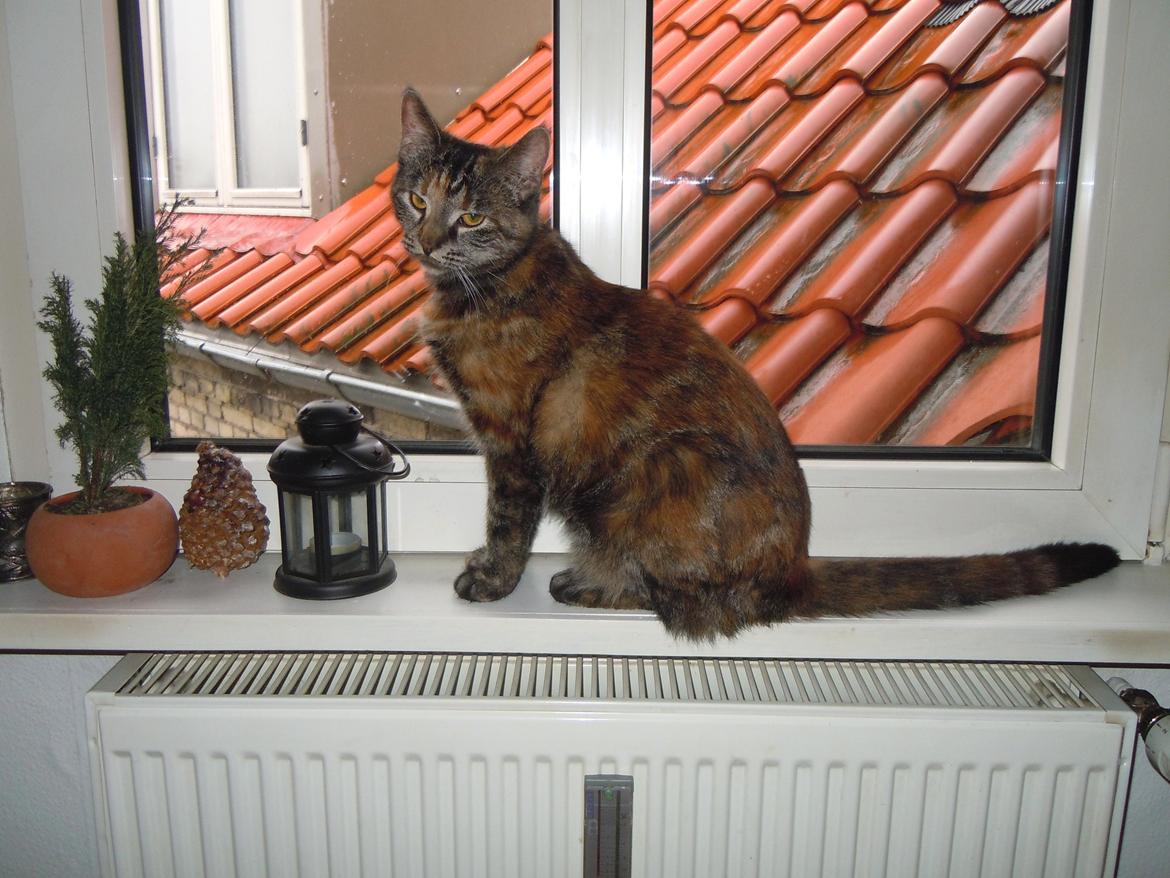 Blanding af racer Mika - Nu stor pige 4,5 kg & hun er kun et år og en måned (:  billede 19