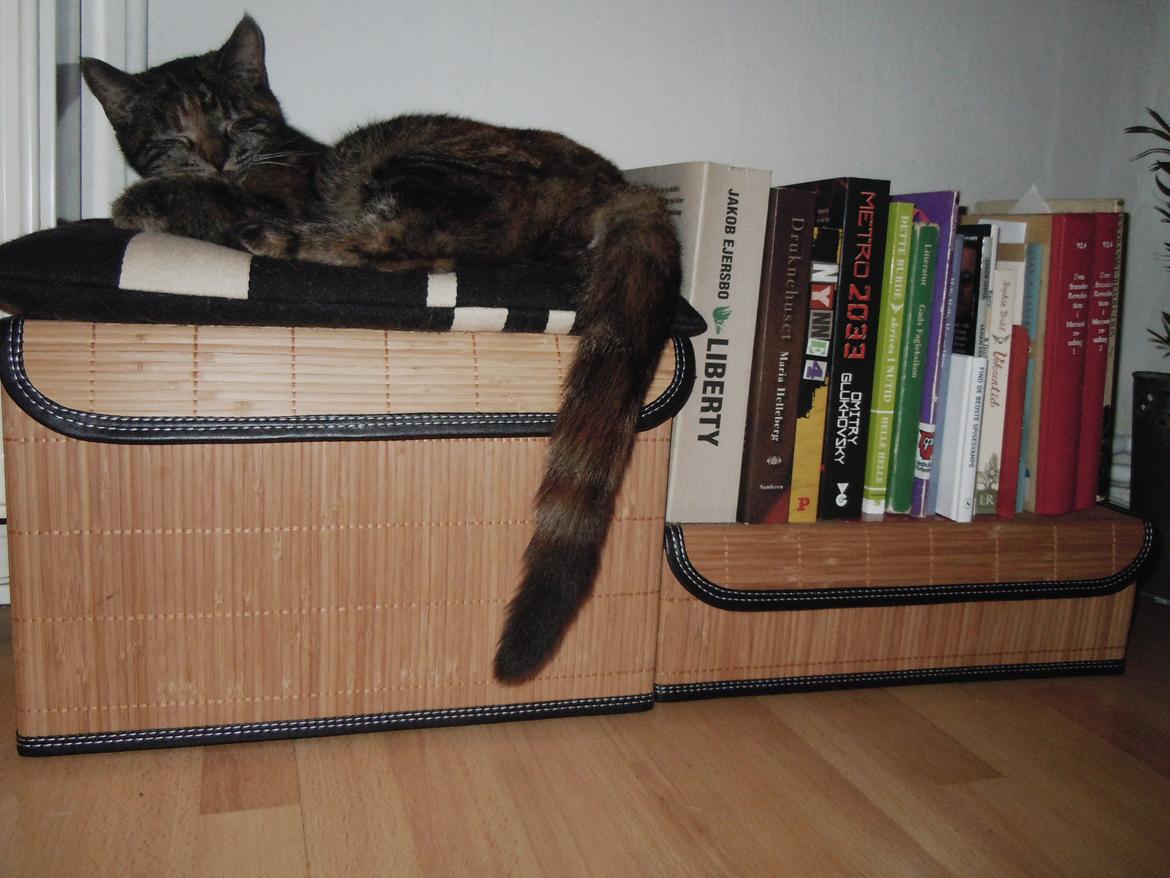 Blanding af racer Mika billede 20