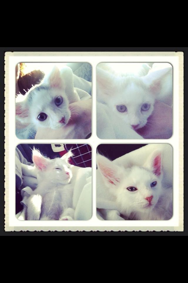 Blanding af racer JAX billede 2