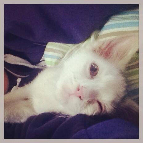 Blanding af racer JAX billede 3