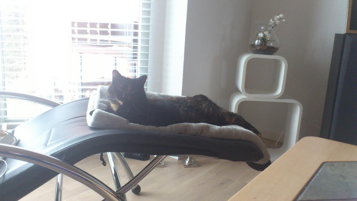 Huskat Minnie billede 13