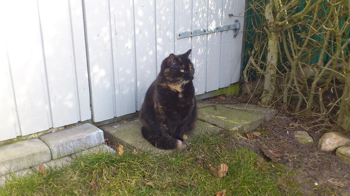 Huskat Minnie billede 14