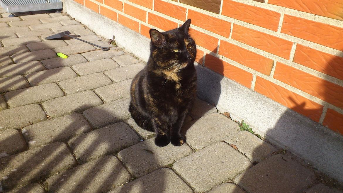 Huskat Minnie billede 15