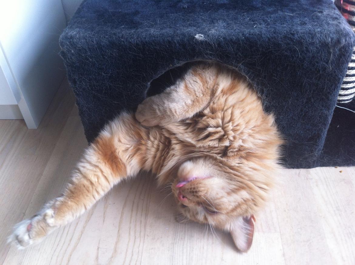 Blanding af racer Oliver billede 1