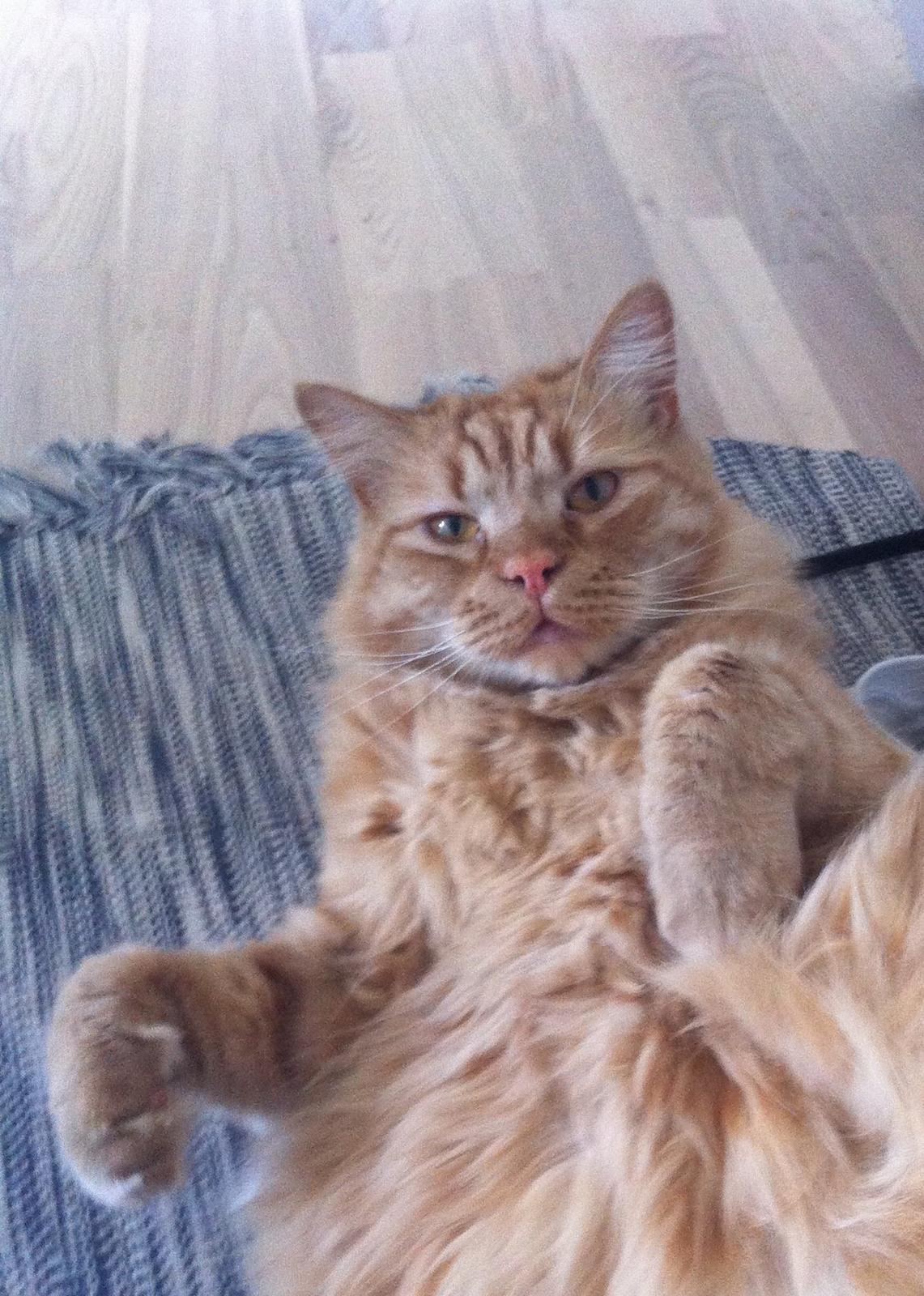 Blanding af racer Oliver billede 2