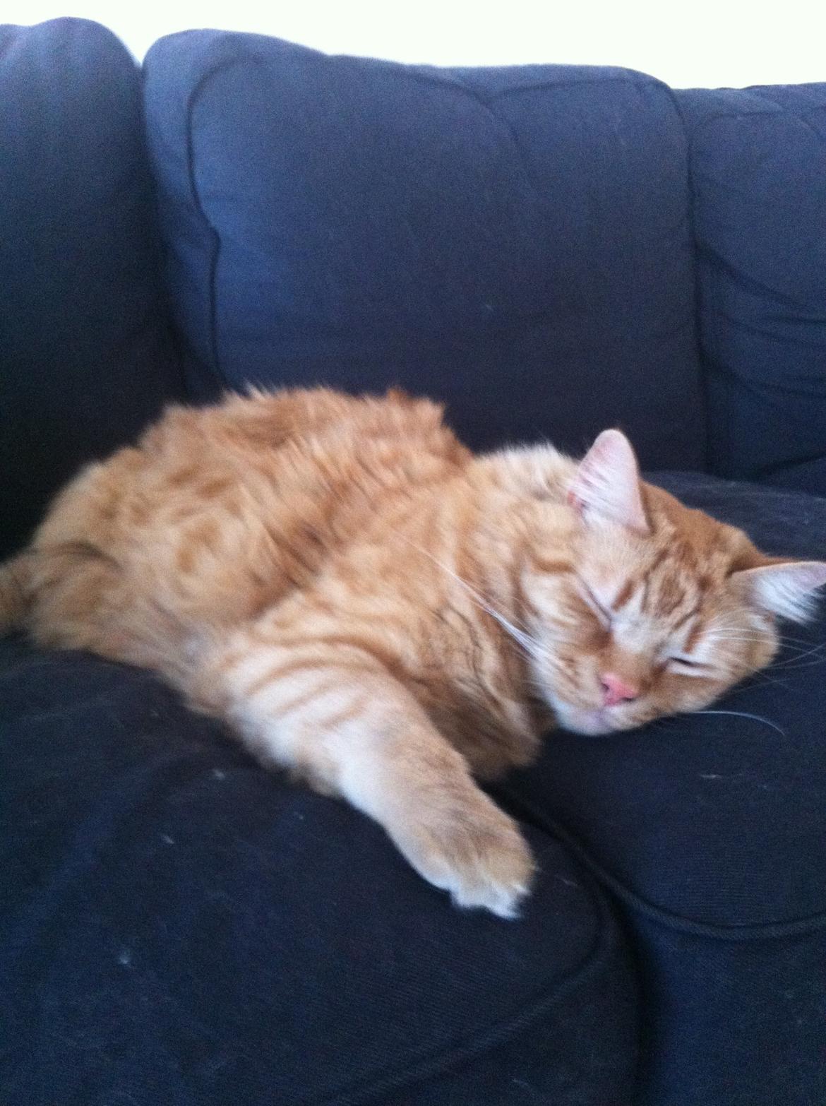 Blanding af racer Oliver billede 3