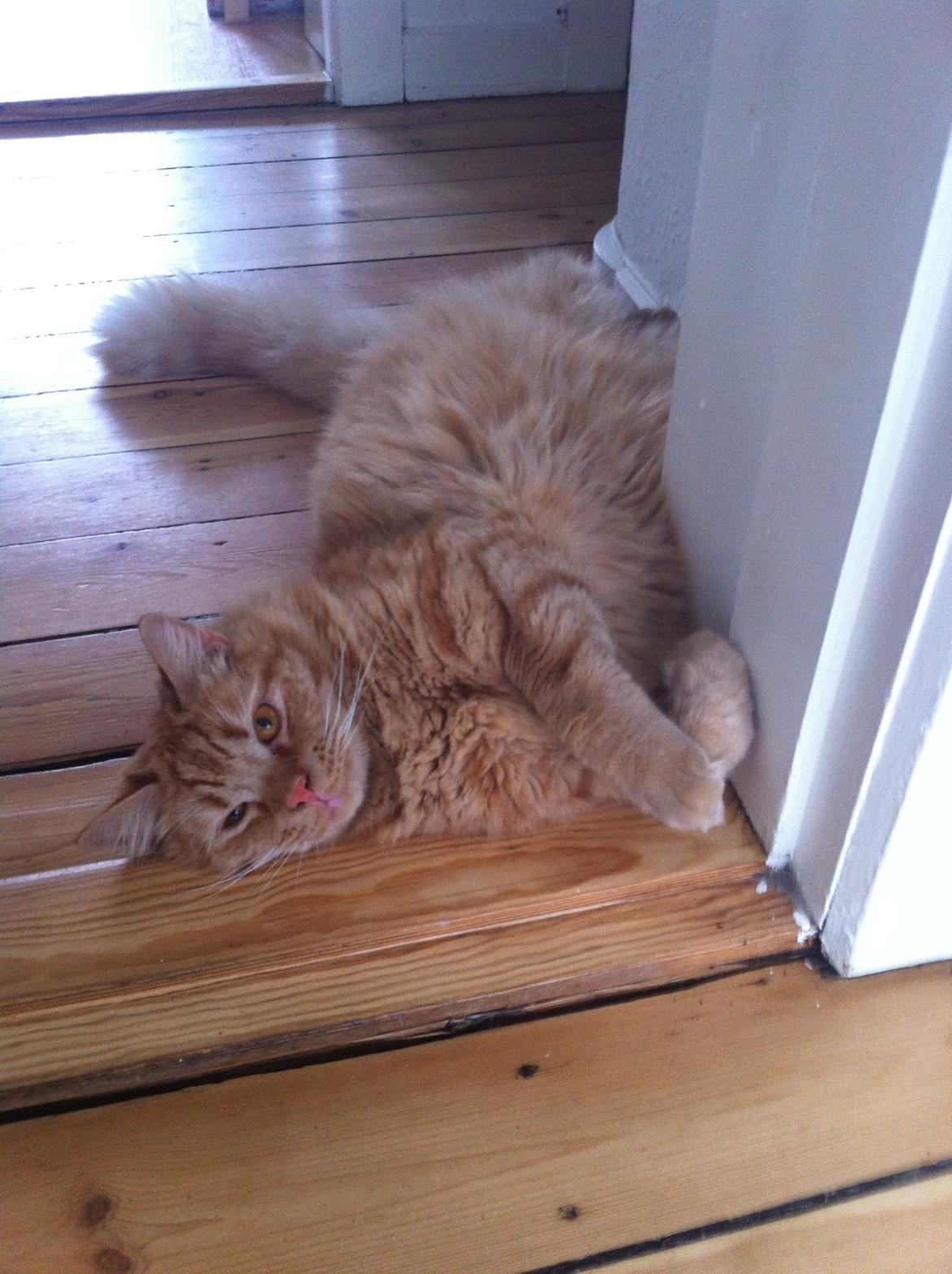 Blanding af racer Oliver billede 4